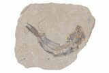 Bargain, Cretaceous Fossil Fish - Lebanon #218822-1
